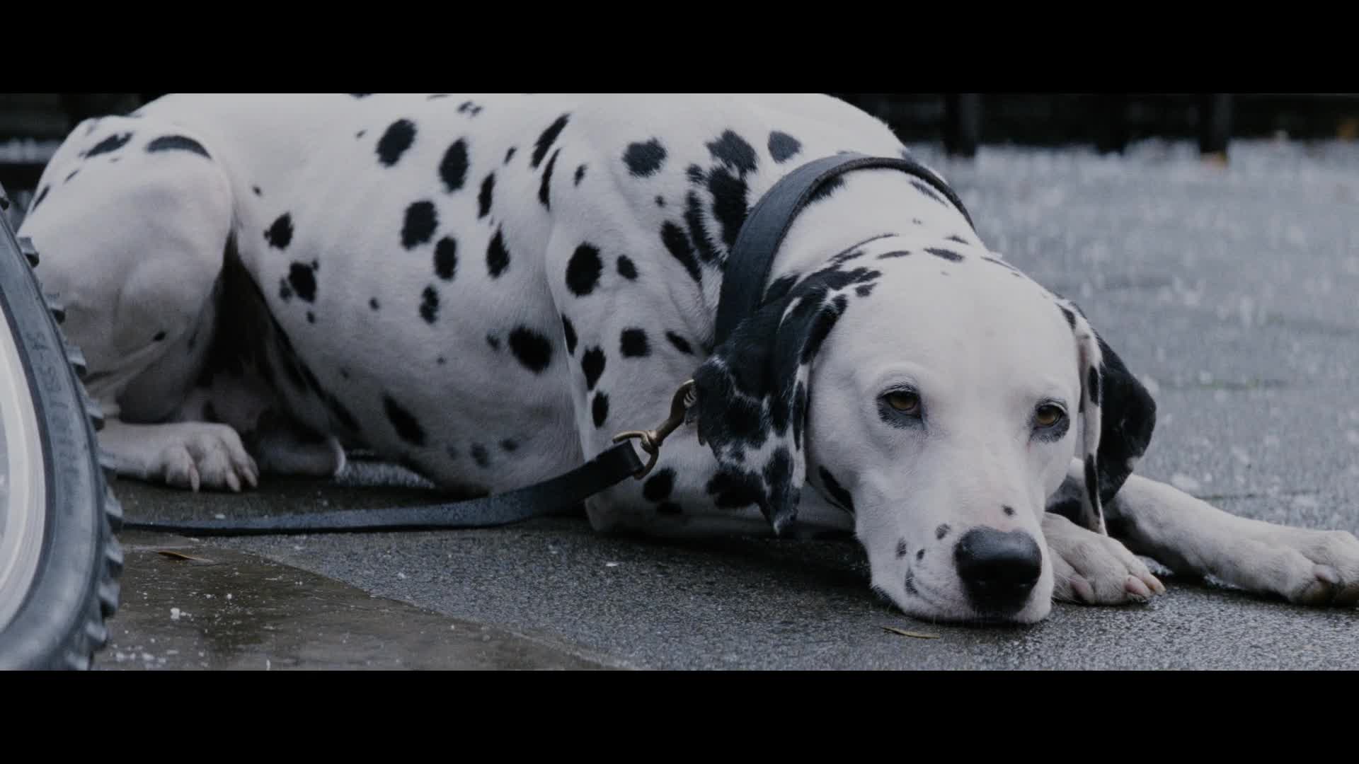 101 Dalmatians 1996 SWEDiSH 1080p BluRay H264 DunDer mkv
