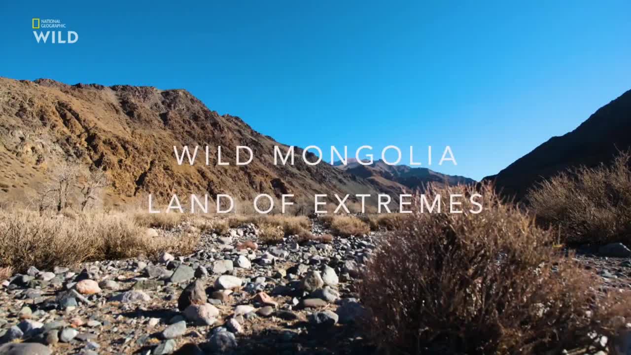 Nat Geo Wild HD CZ   Divoke Mongolsko   zeme extremu  1  Zivot v pousti avi